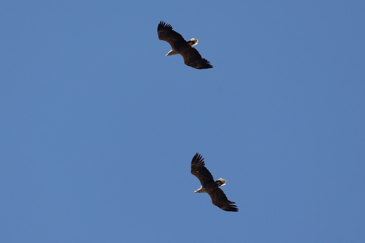 White-tailed Eagle - ML658446776