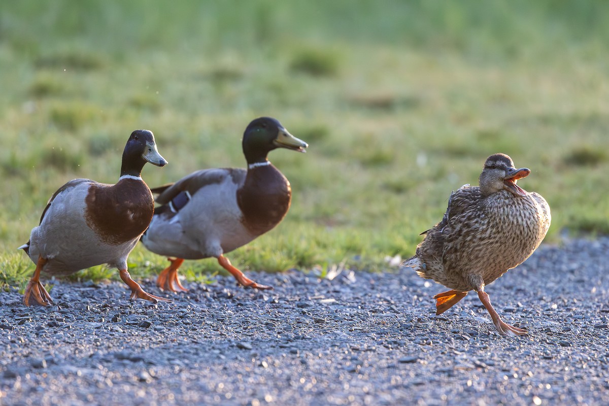 Mallard - ML658446789