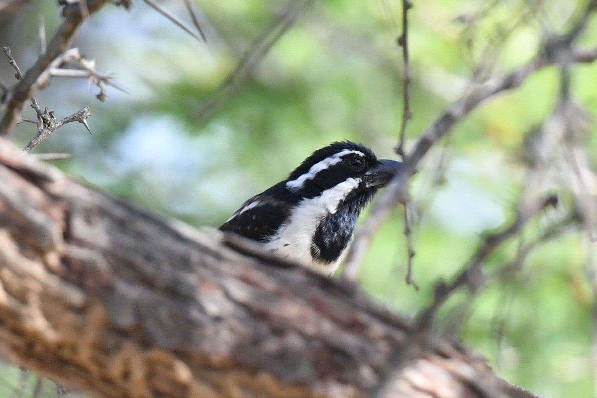 Spot-flanked Barbet - ML658451639