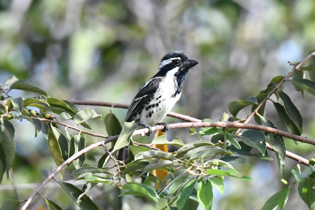 Spot-flanked Barbet - ML658451640