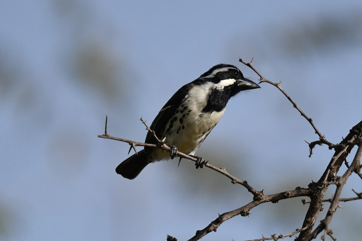 Spot-flanked Barbet - ML658451641
