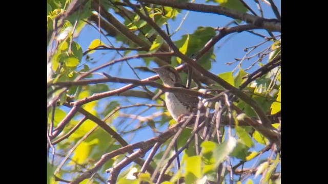 Eurasian Wryneck - eBird
