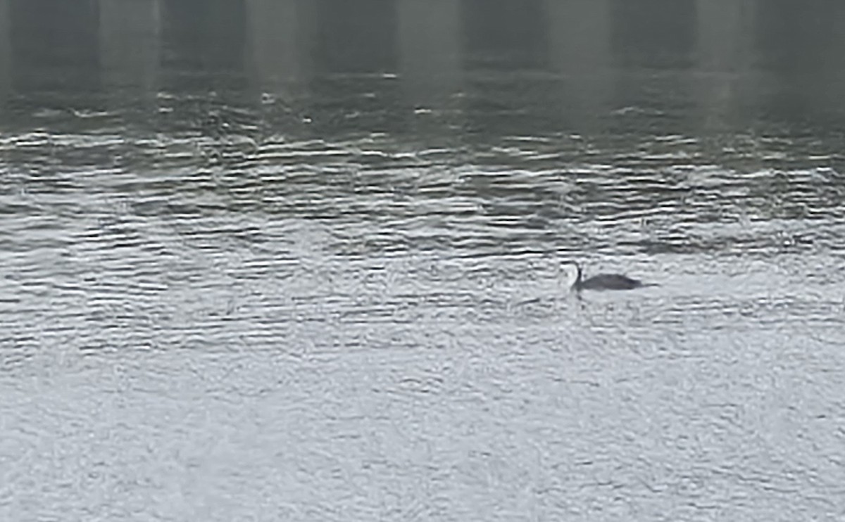 eBird Checklist - 26 May 2026 - Rudee Inlet - 14 species