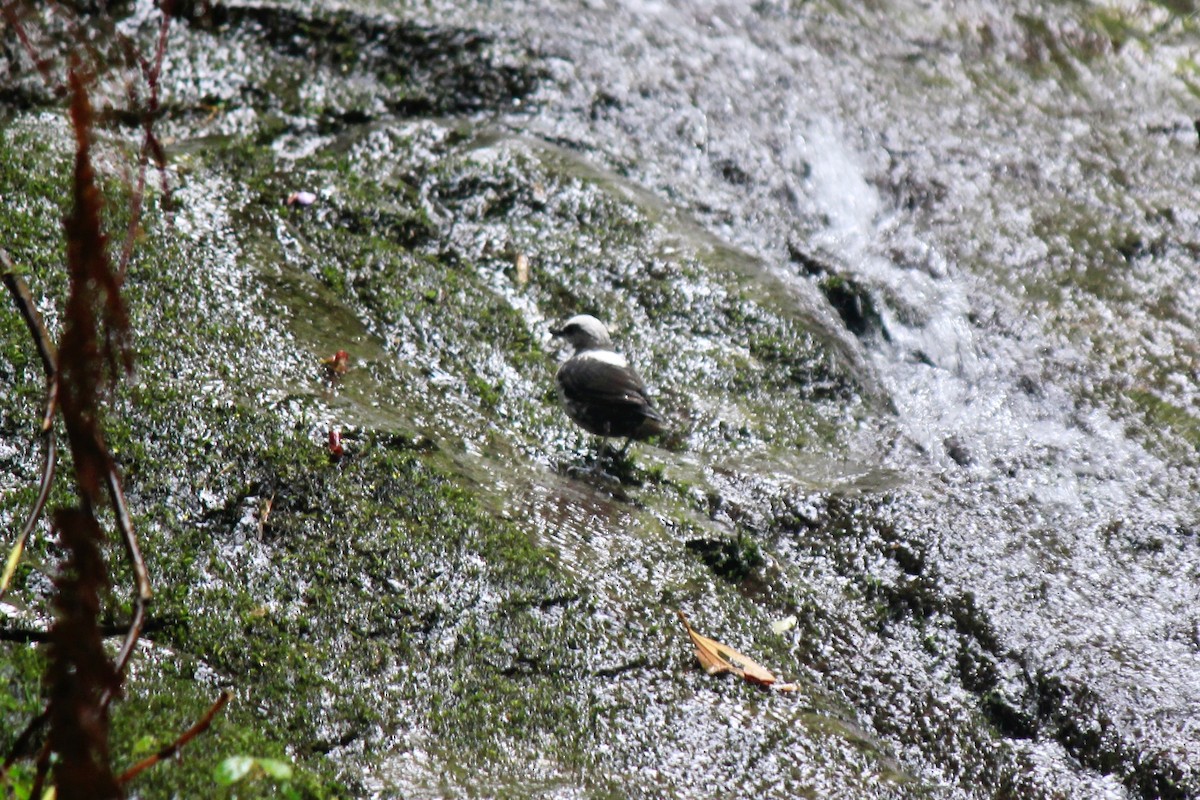 White-capped Dipper - ML658453696