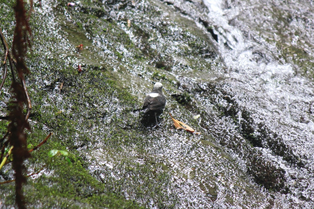 White-capped Dipper - ML658453697