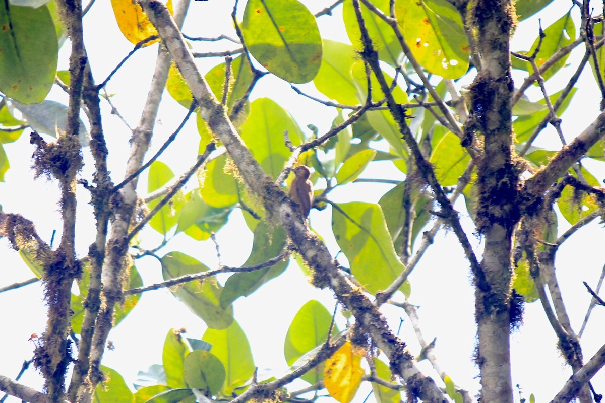 Smoky-brown Woodpecker - ML658453719