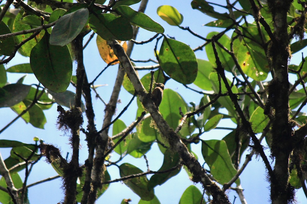 Smoky-brown Woodpecker - ML658453720