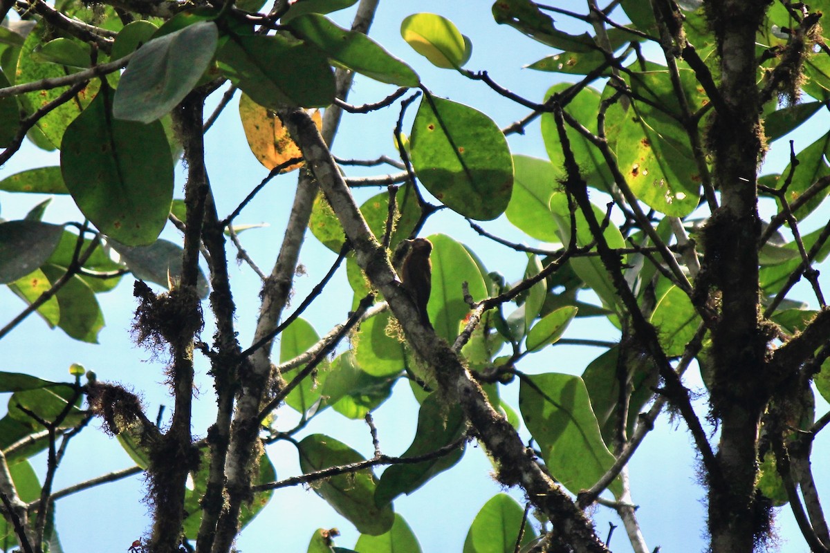 Smoky-brown Woodpecker - ML658453721