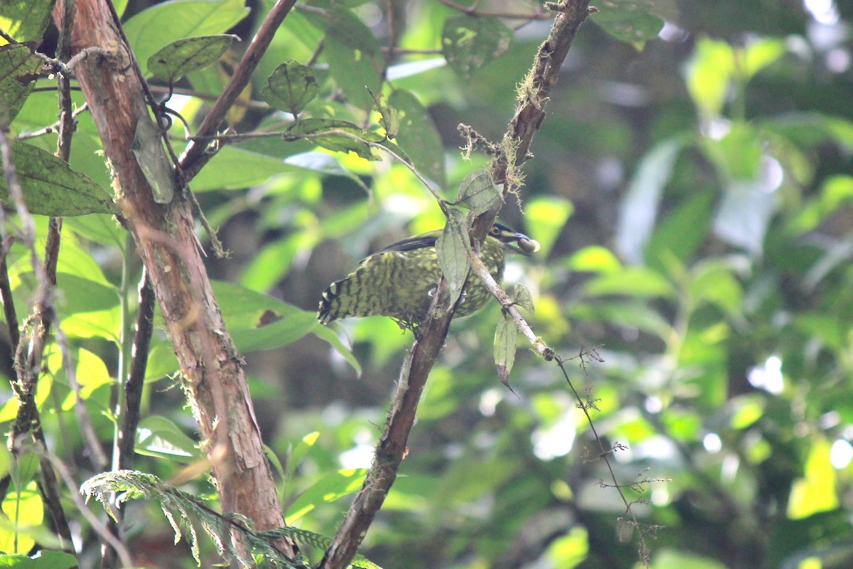 Scaled Fruiteater - ML658453747
