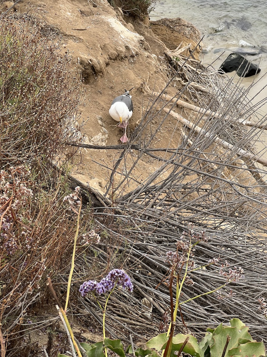 Western Gull - ML658454115