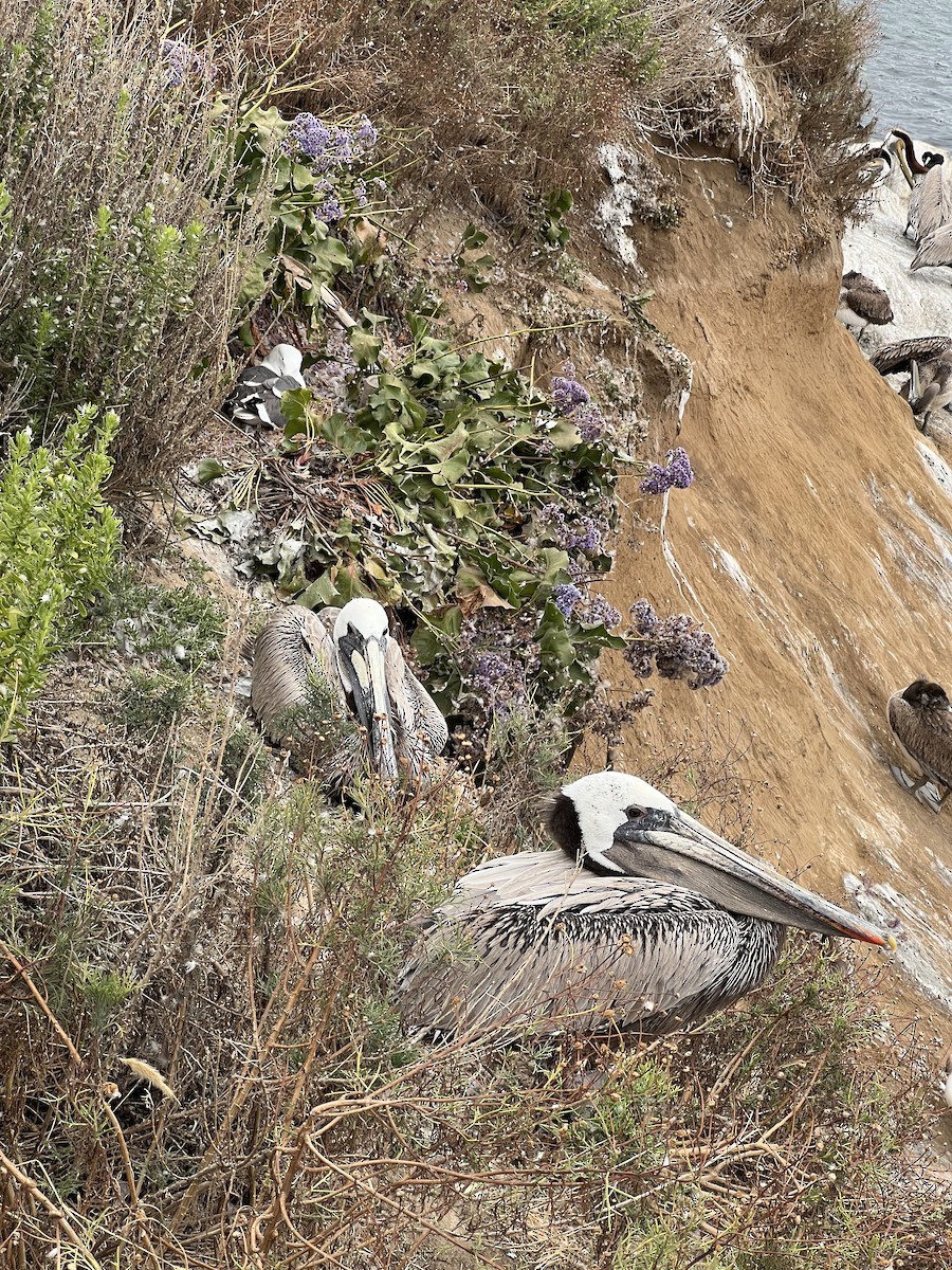 Western Gull - ML658454116