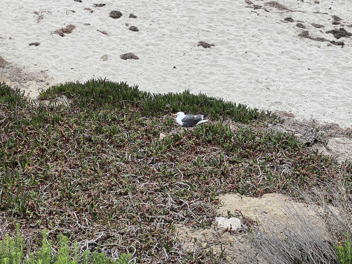 Western Gull - ML658454117