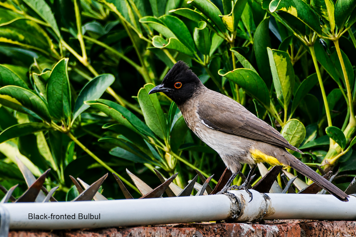 Black-fronted Bulbul - ML658454235