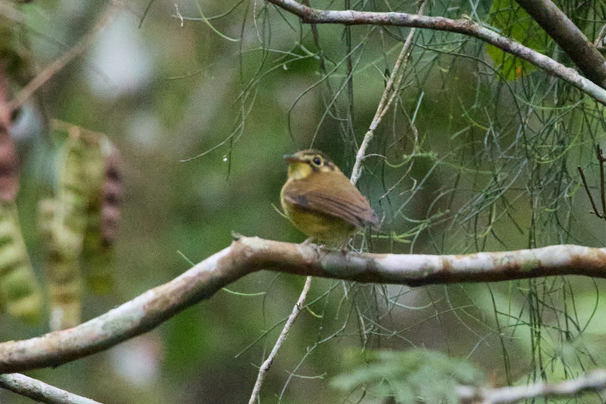 White-throated Spadebill - ML658454672