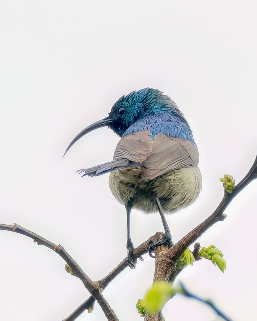 Southern Double-collared Sunbird - ML658455848