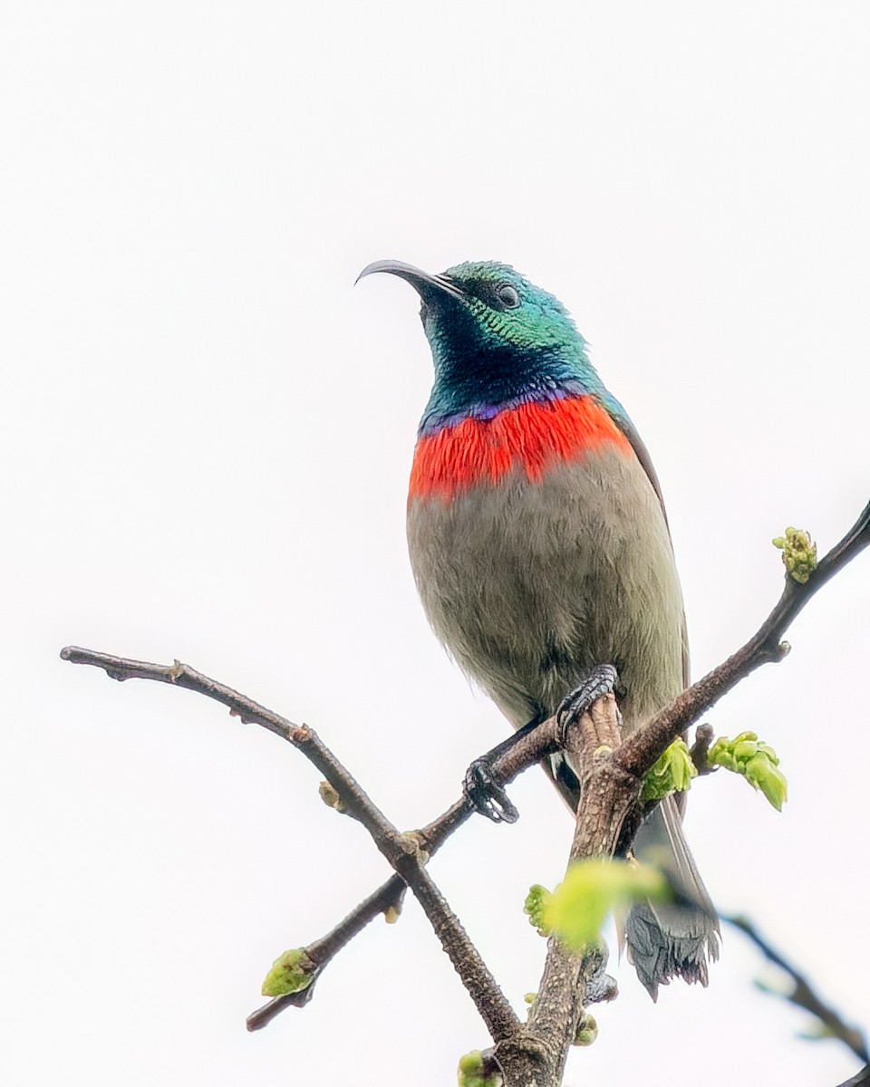 Southern Double-collared Sunbird - ML658455849
