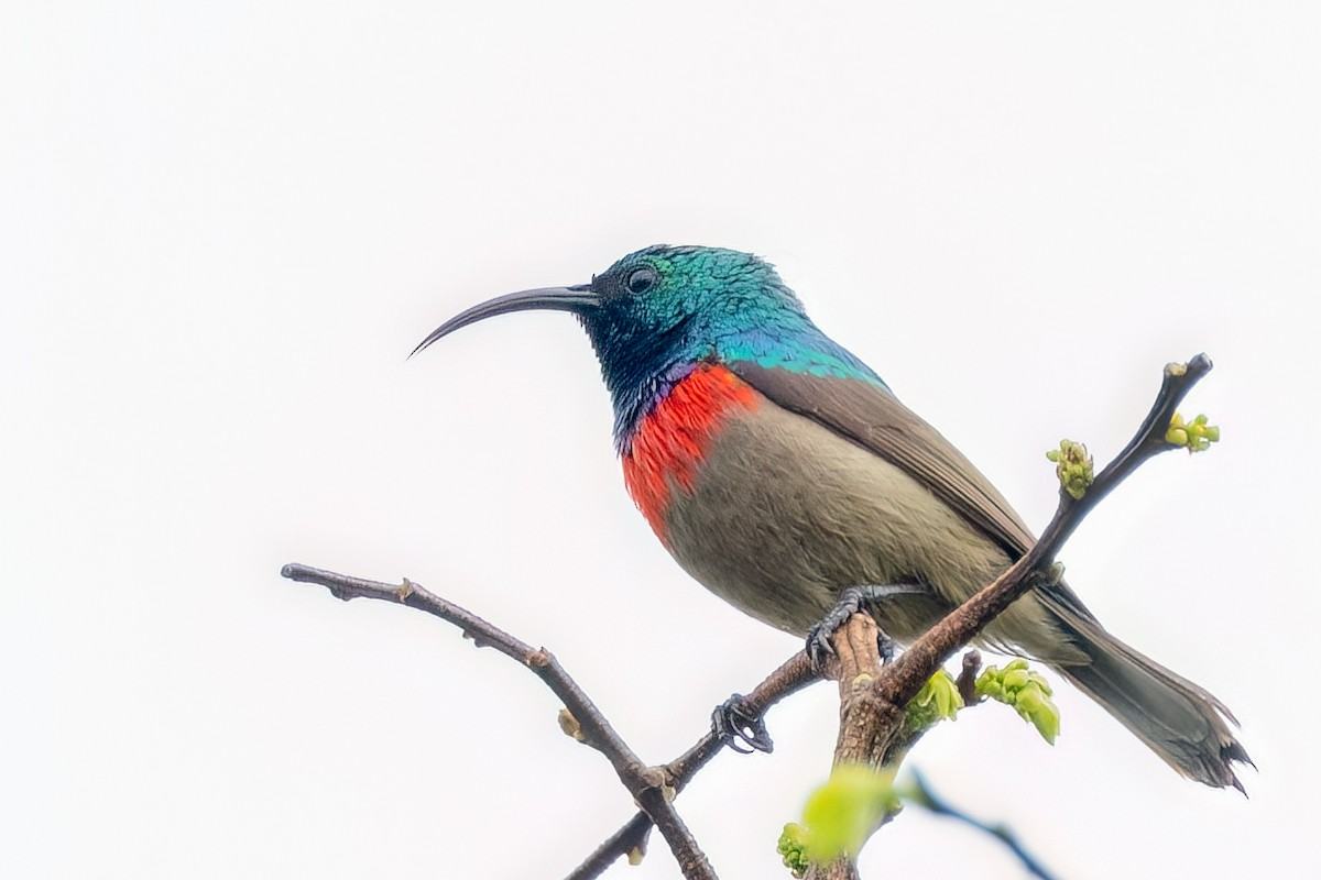 Southern Double-collared Sunbird - ML658455850