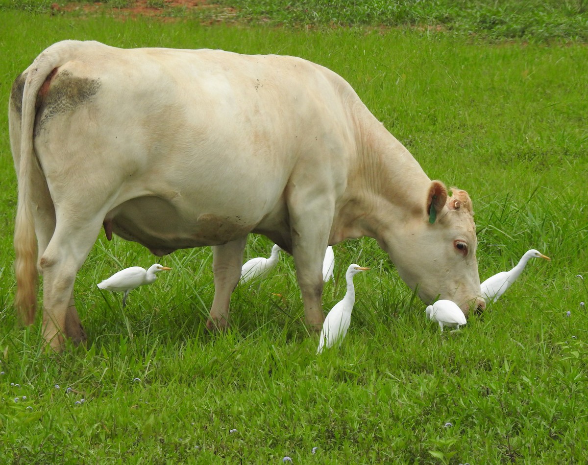Western Cattle-Egret - Rick Kittinger