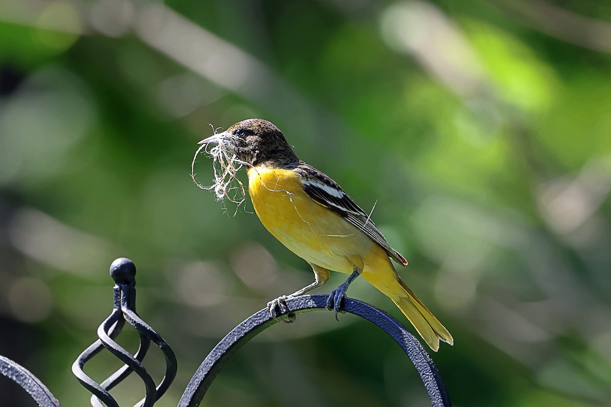Turpial de Baltimore - ML658457042