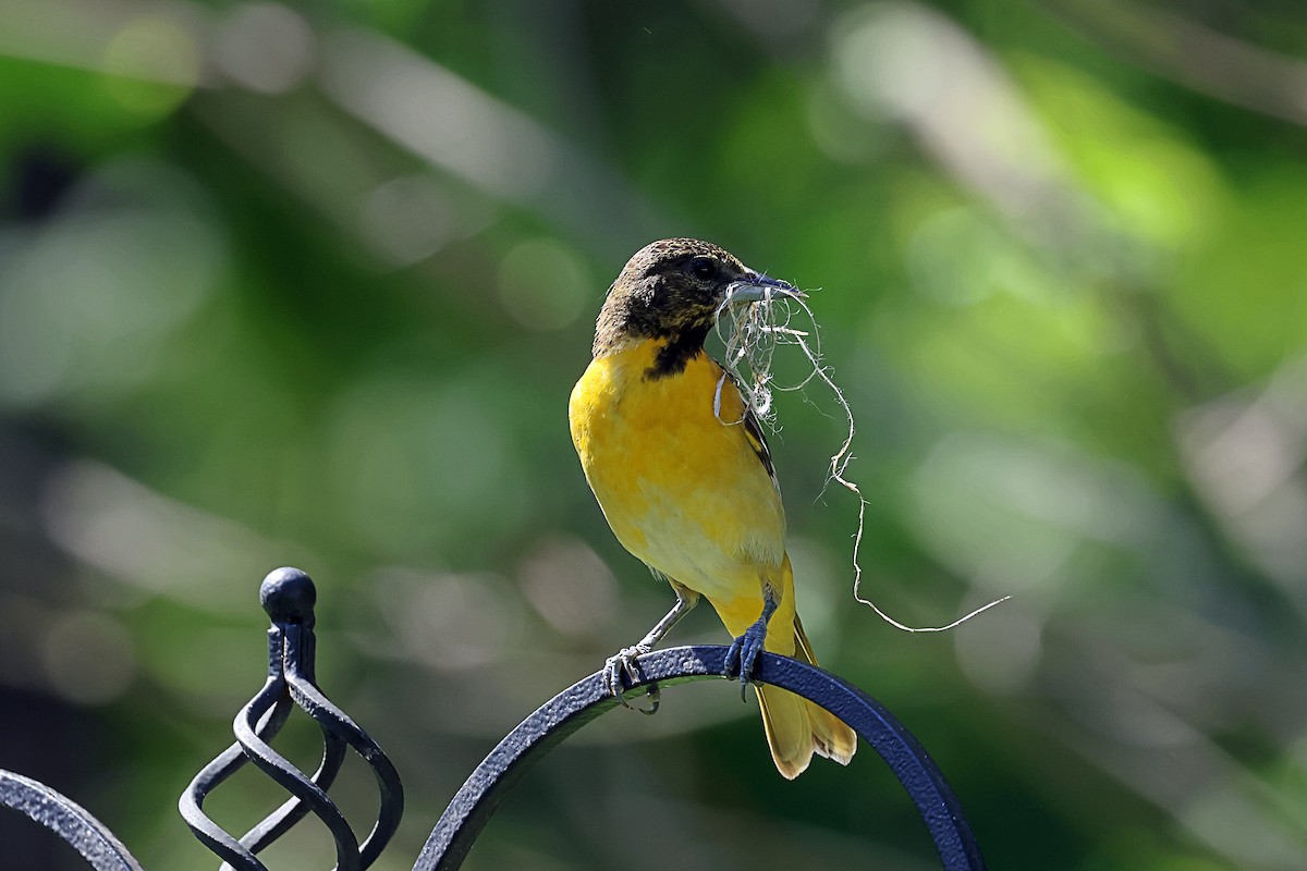 Turpial de Baltimore - ML658457043