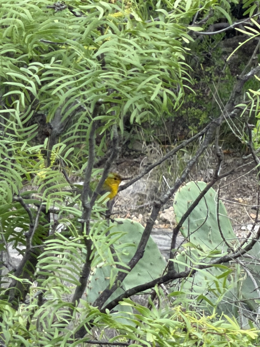 Prothonotary Warbler - ML658457864