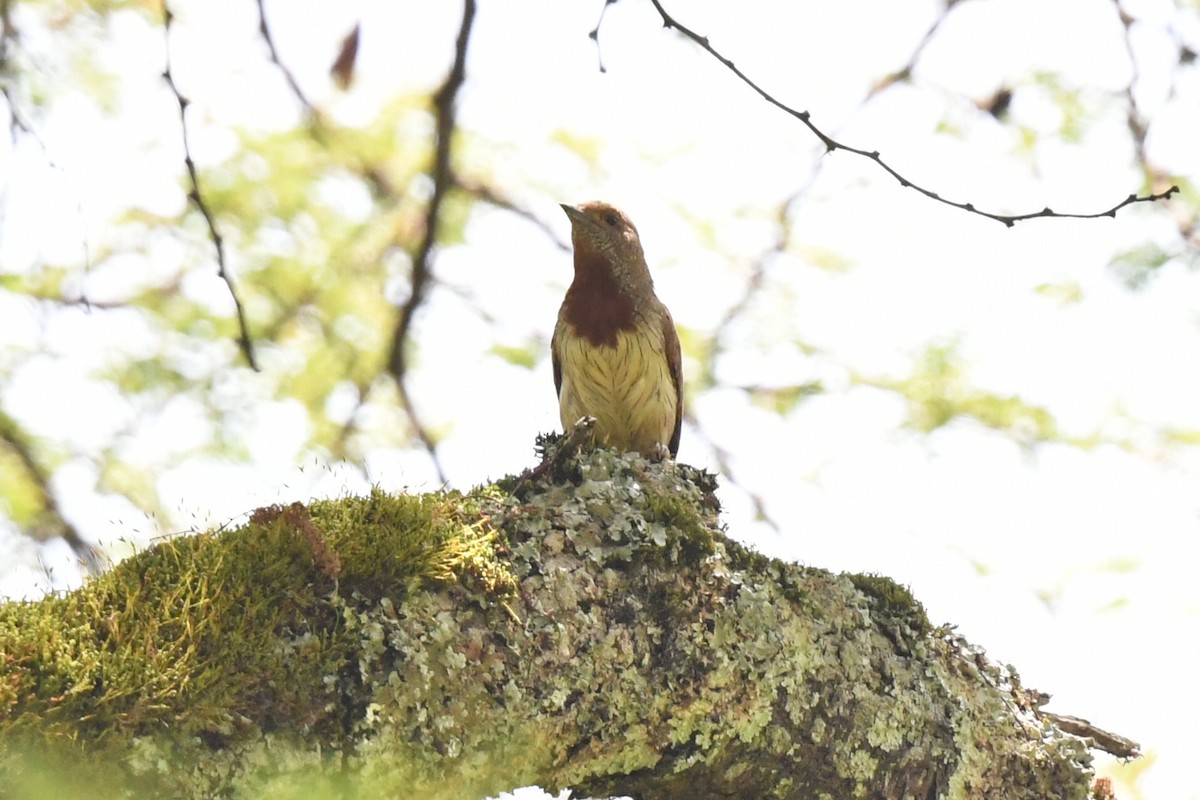 Red-throated Wryneck - ML658458880