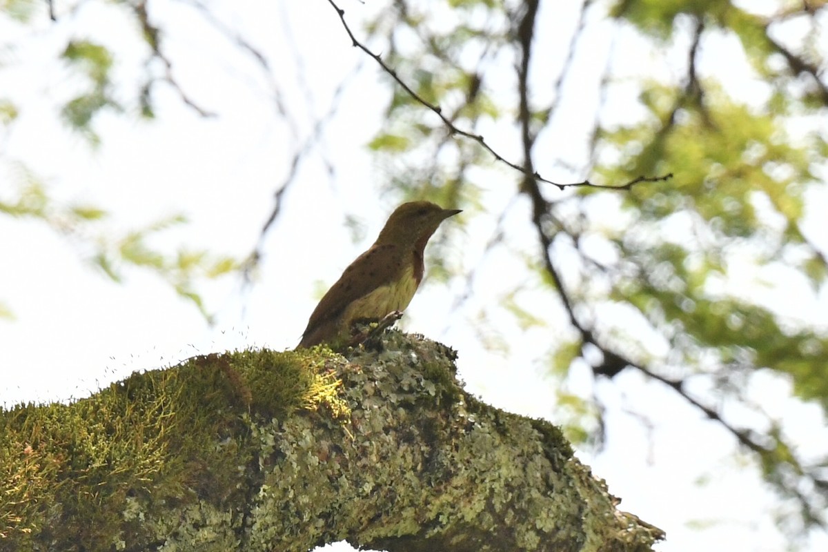 Red-throated Wryneck - ML658458881