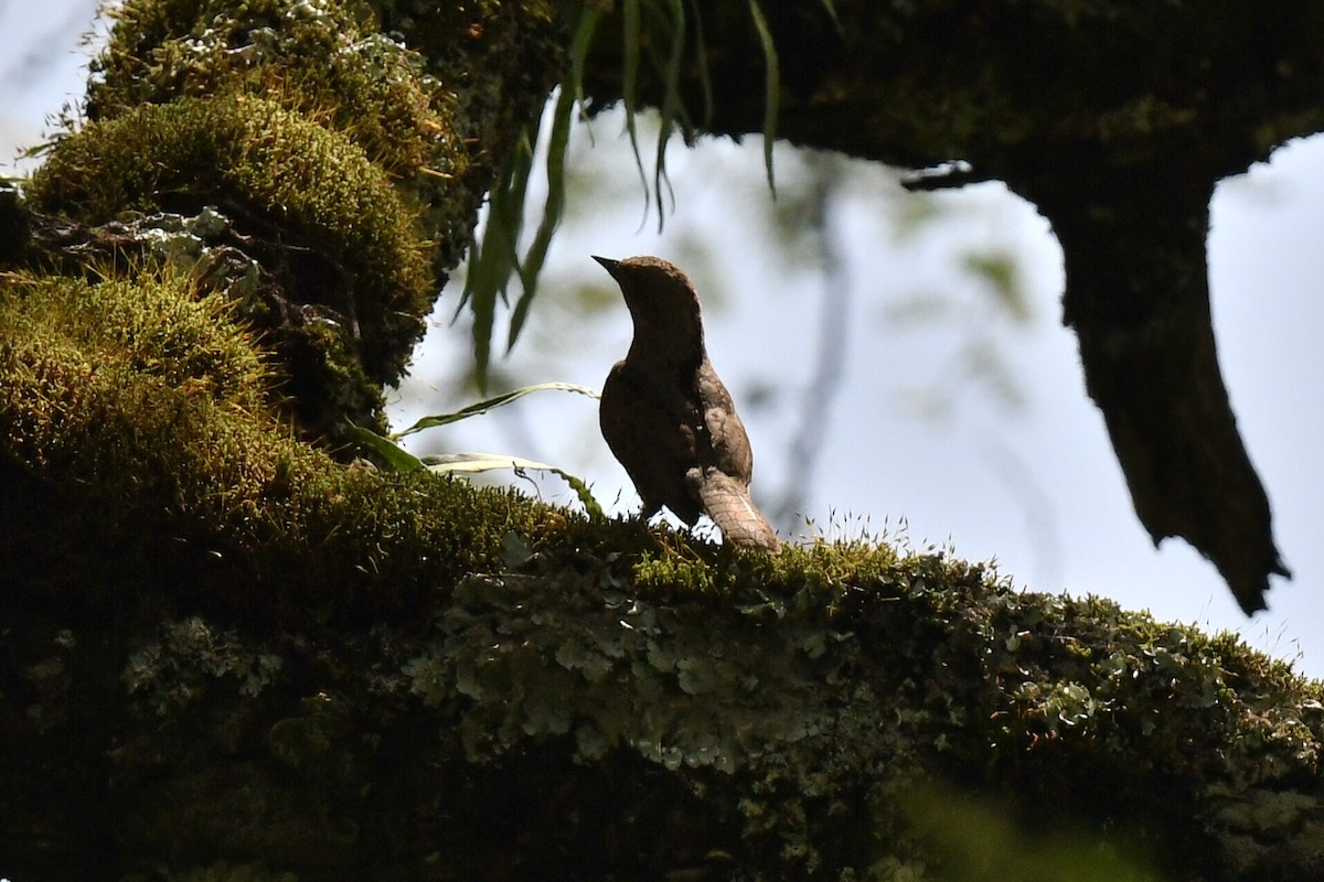 Red-throated Wryneck - ML658458882