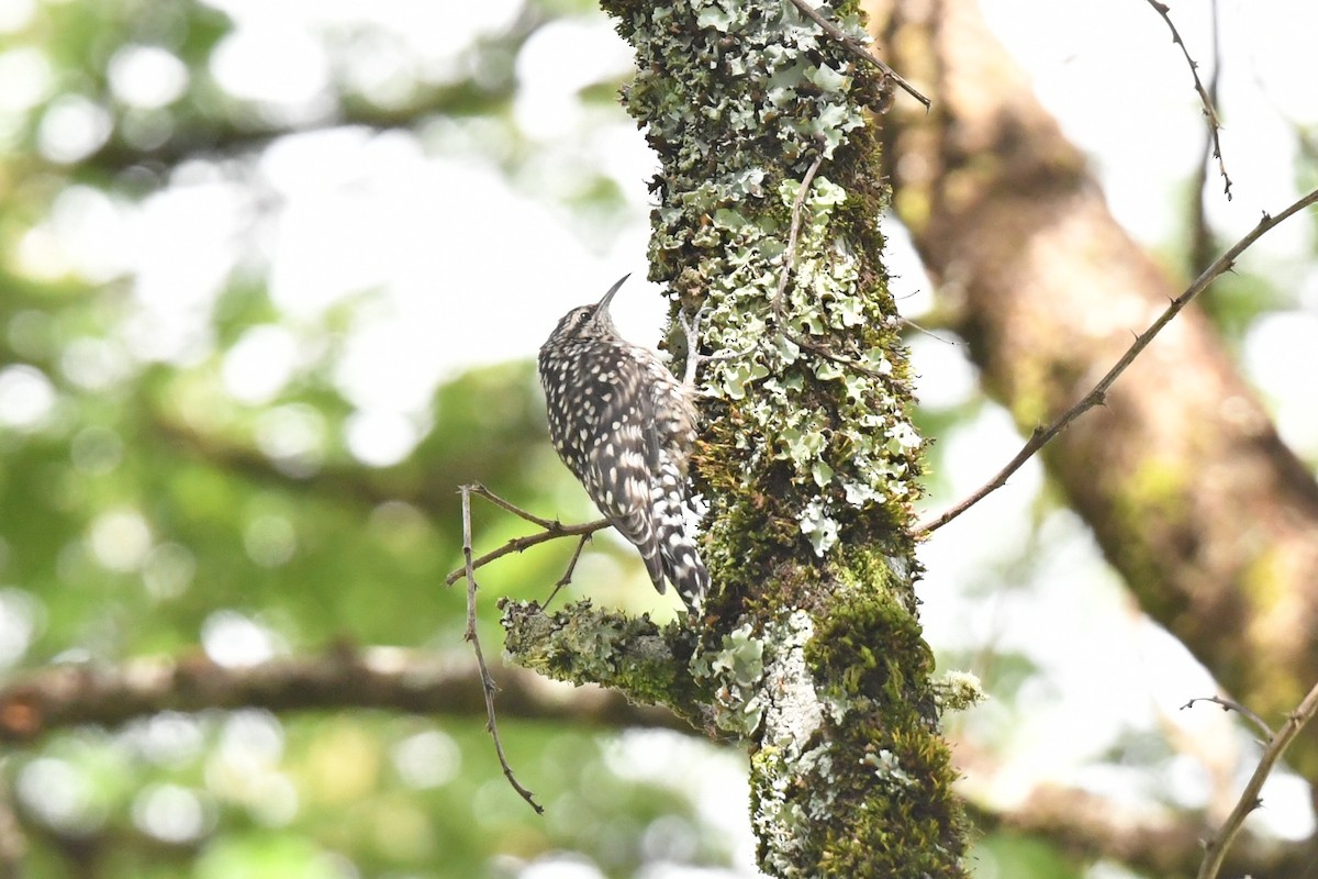 African Spotted Creeper - ML658458940