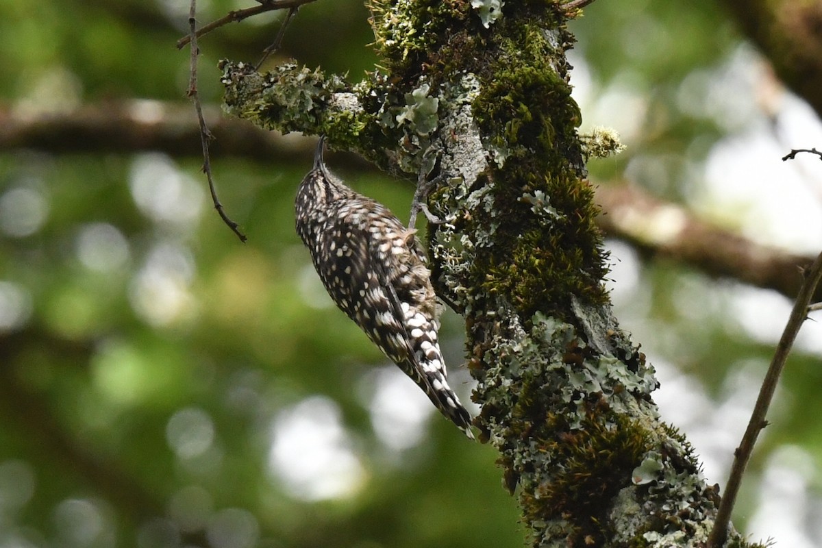 African Spotted Creeper - ML658458942