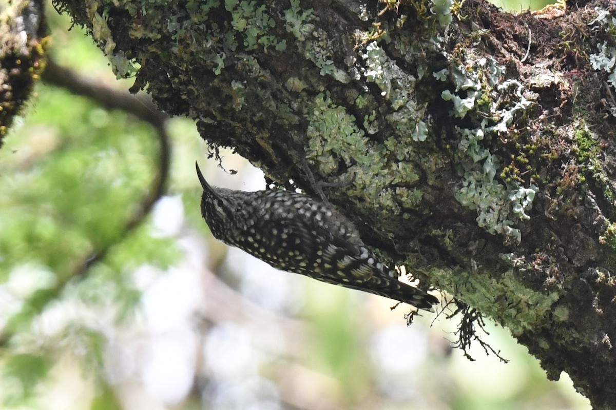 African Spotted Creeper - ML658458943