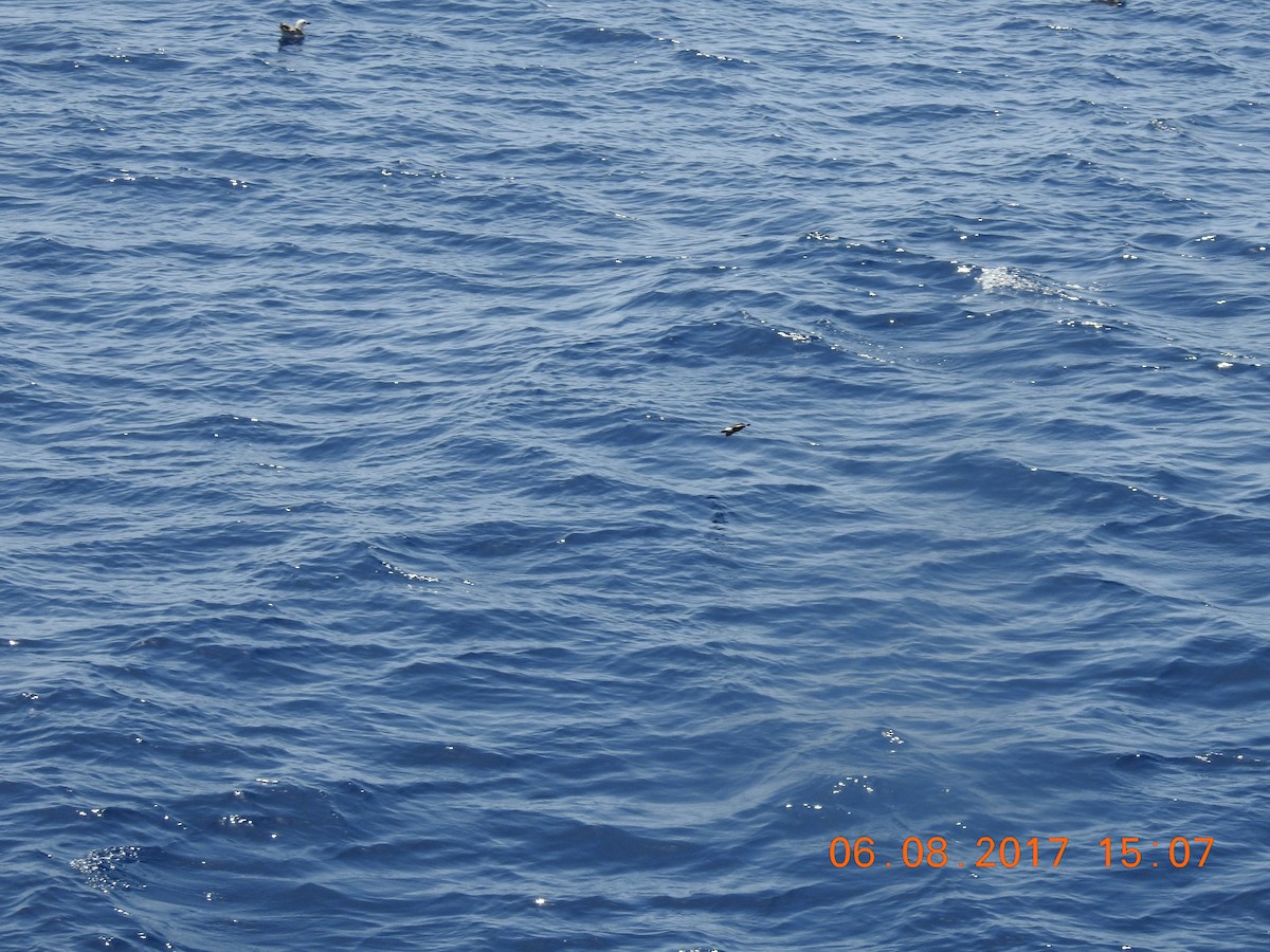 黃蹼洋海燕 - ML65845921