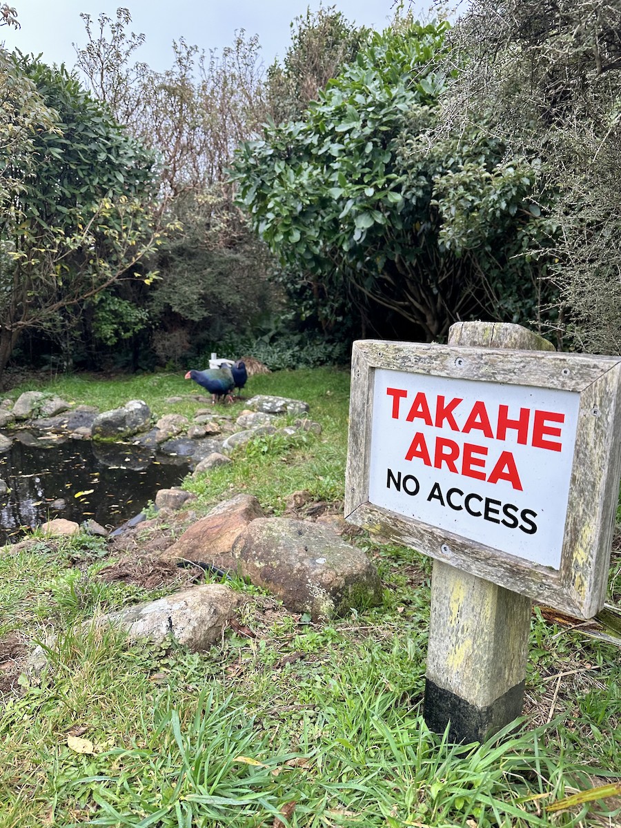 South Island Takahe - ML658462247