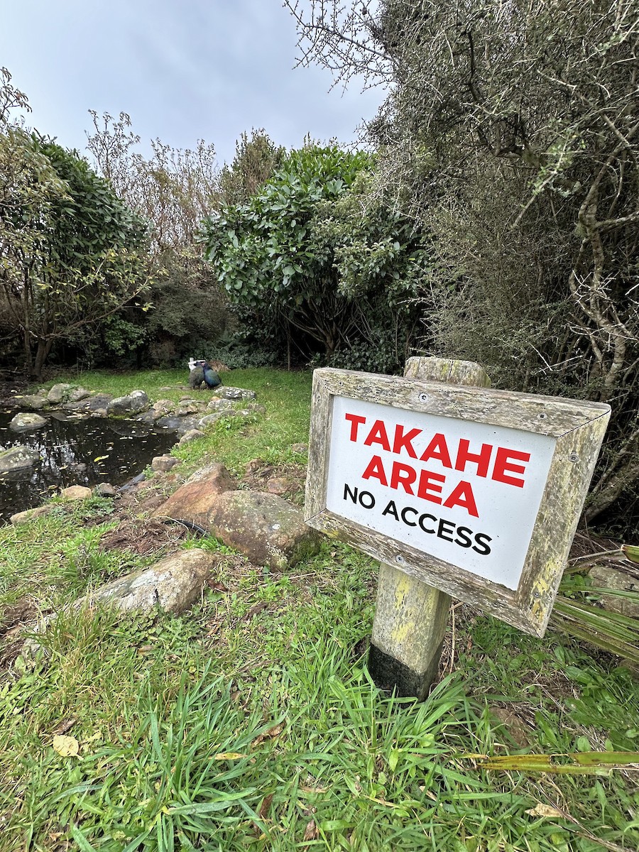 South Island Takahe - ML658462249