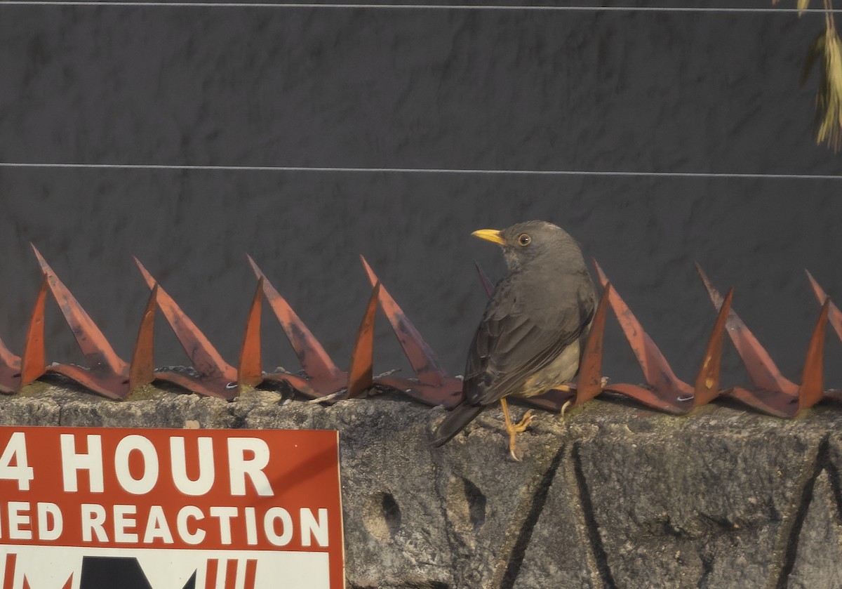 Karoo Thrush - ML658462363
