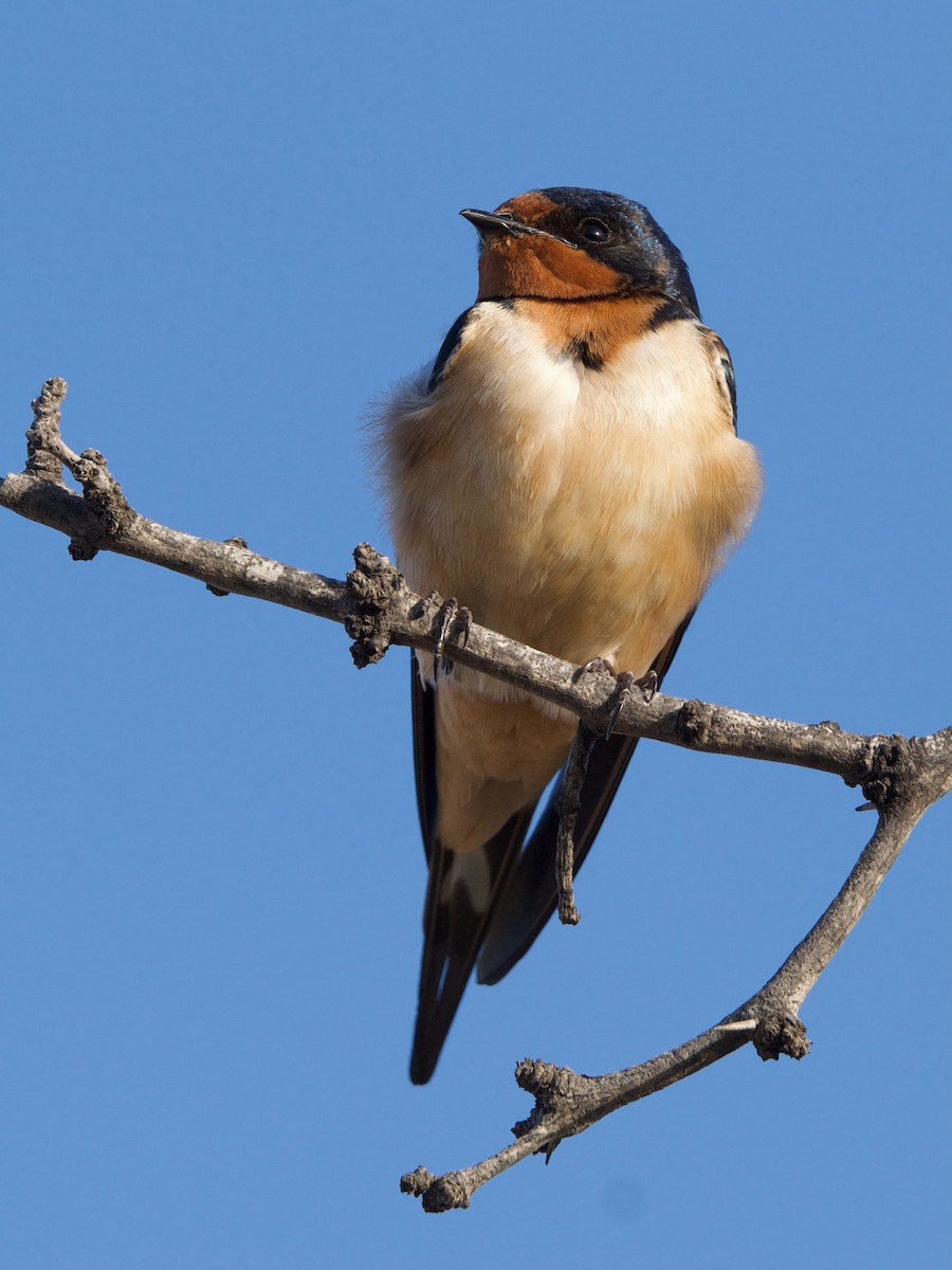 Barn Swallow - ML658465249