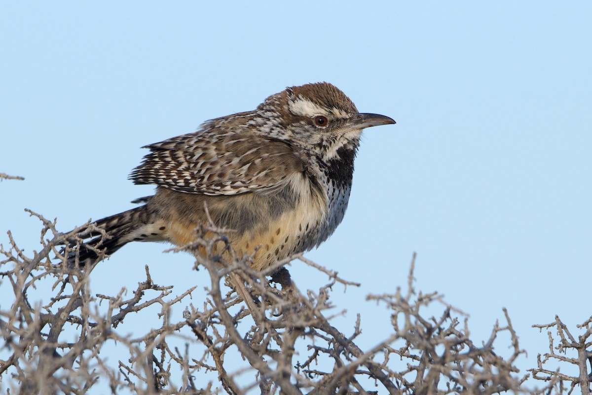 Cactus Wren - ML658465256