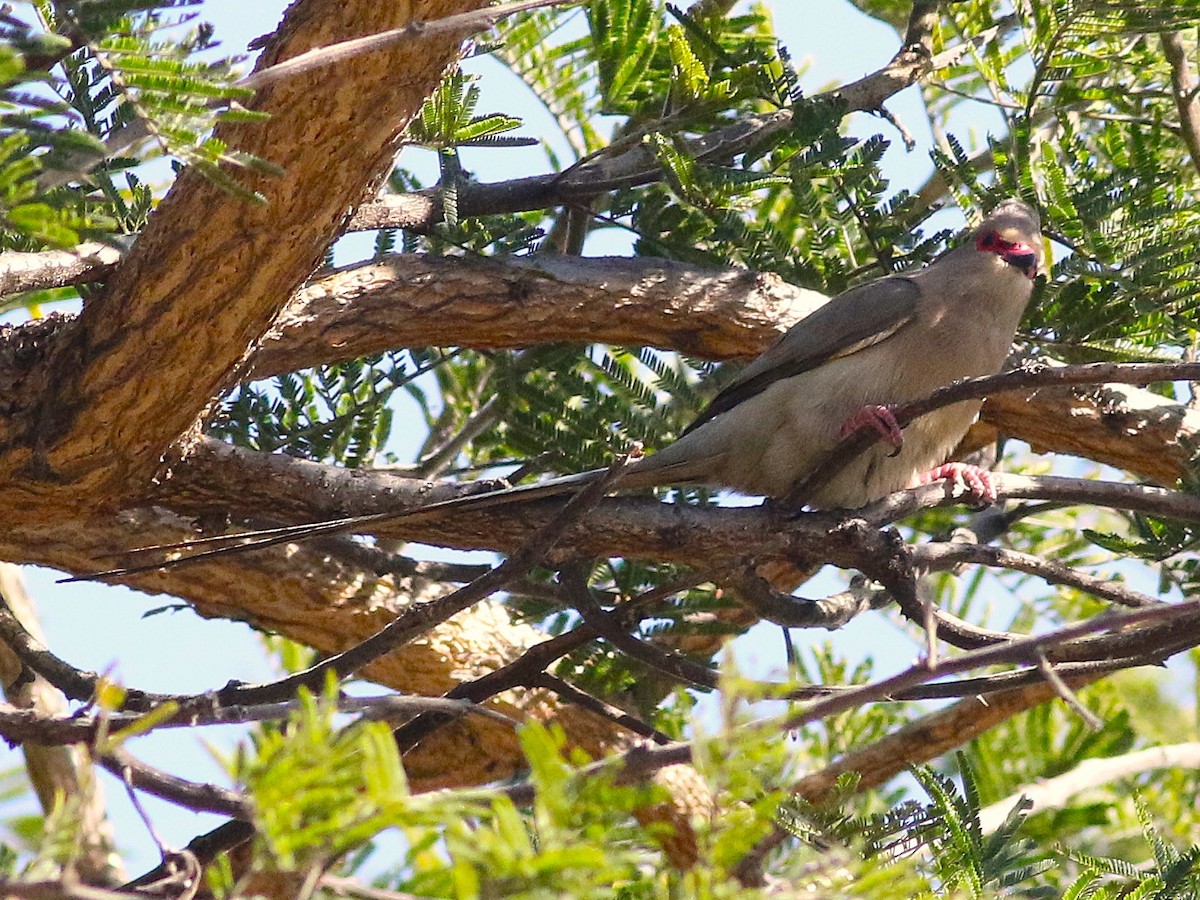 Red-faced Mousebird - ML658467537