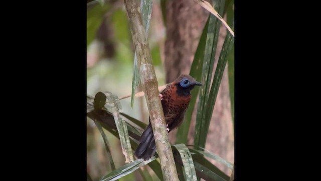 Ocellated Antbird - ML658470138