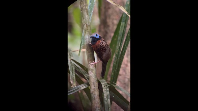 Ocellated Antbird - ML658470139