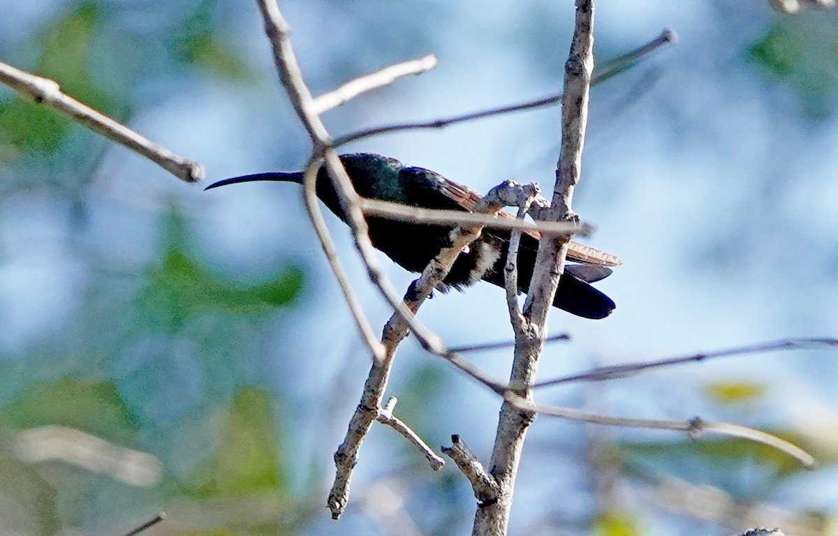 Green-throated Mango - ML658470712
