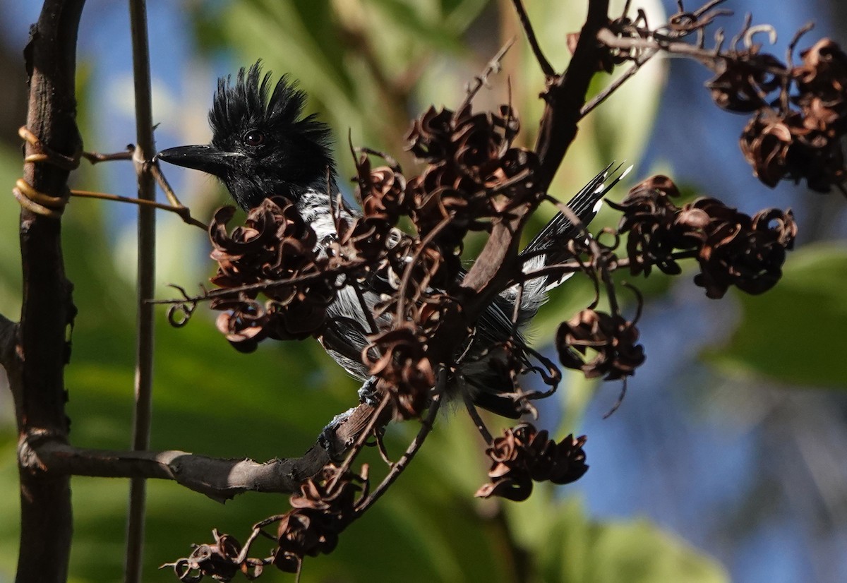 Black-crested Antshrike - ML658470834