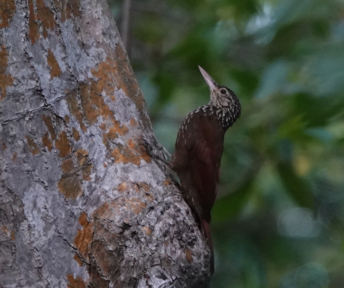 Straight-billed Woodcreeper - ML658470883