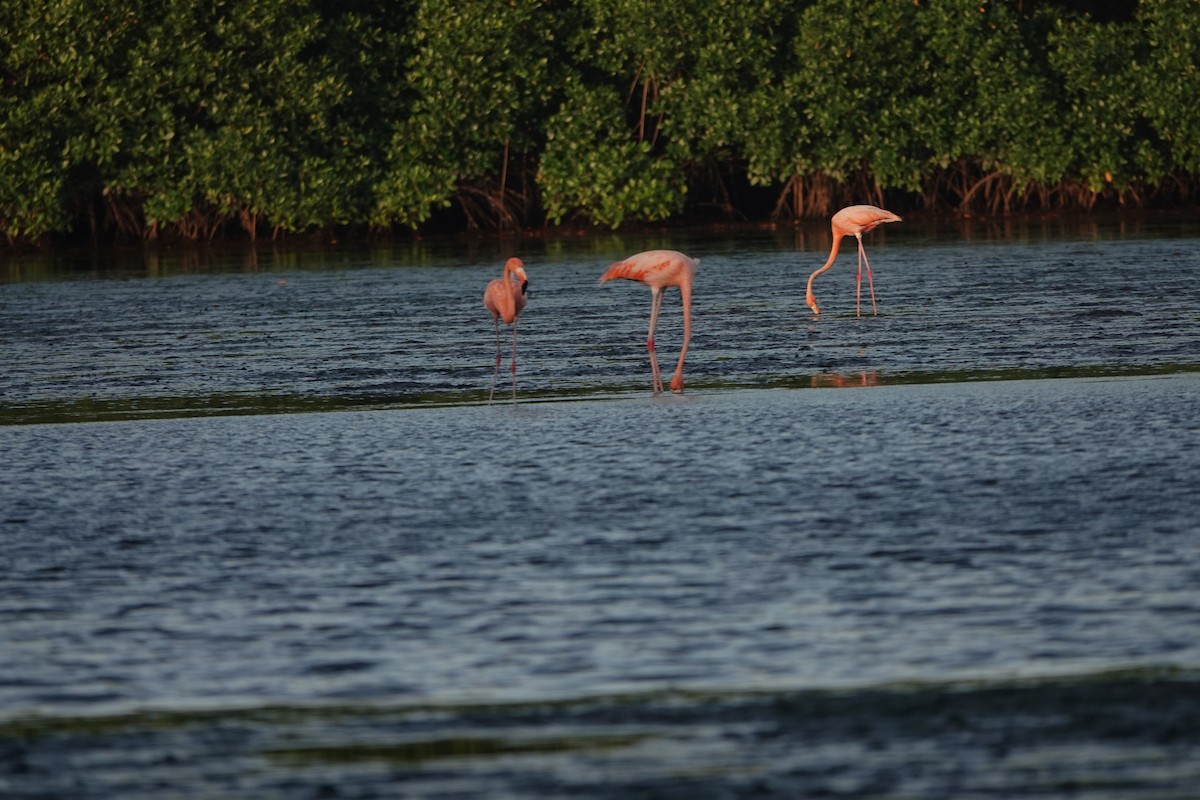 American Flamingo - ML658470954