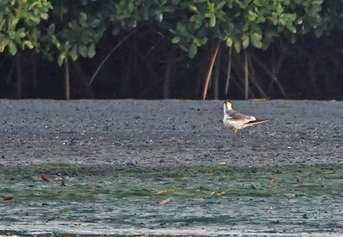 Large-billed Tern - ML658470963