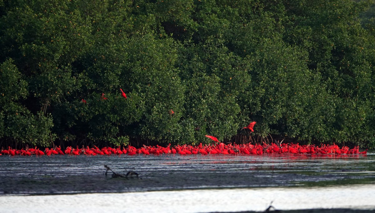 Scarlet Ibis - ML658471097