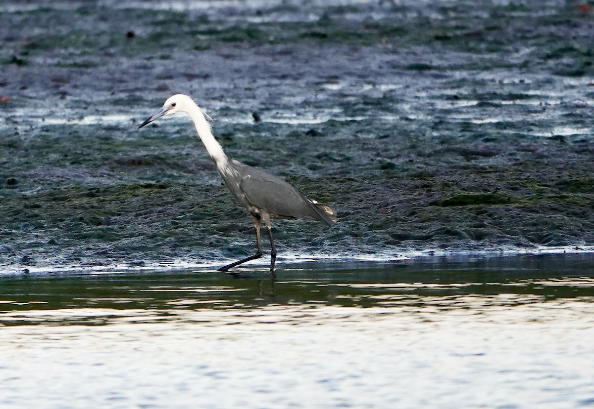 Little Blue Heron - ML658471199