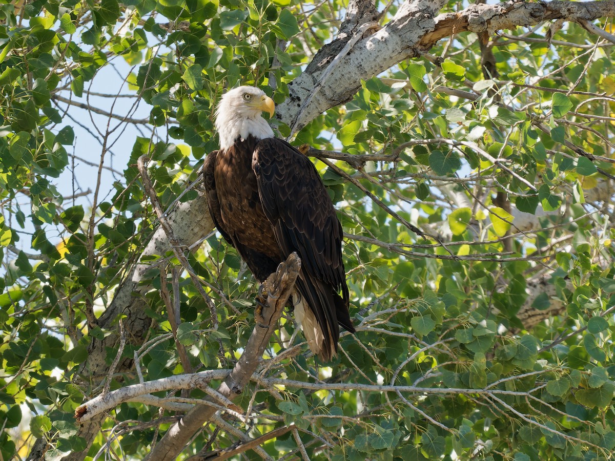 eBird Checklist - 26 May 2026 - Salt River--Coon Bluff Recreation Area ...