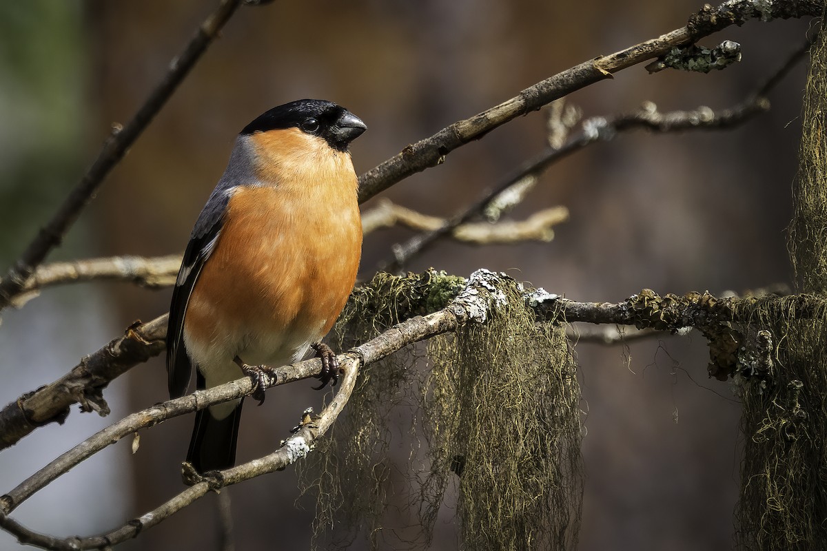 Eurasian Bullfinch - ML658471904