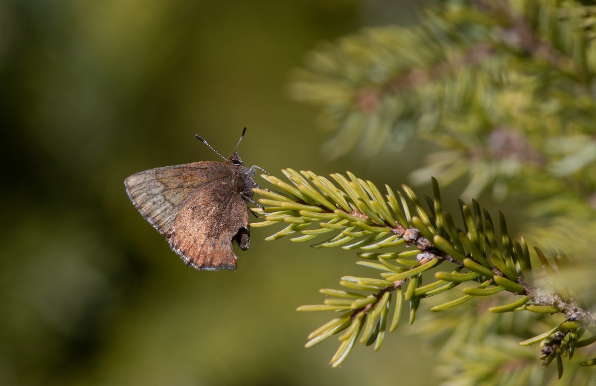 Brown Elfin - ML658472749